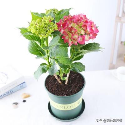 绣球花移栽后叶子边缘逐渐干枯是怎么回事？