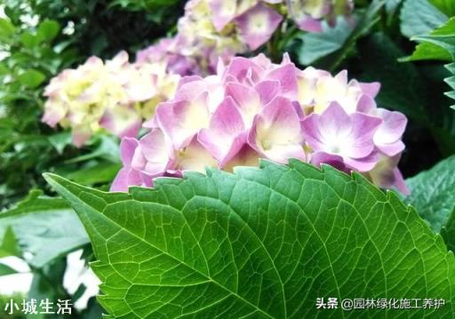 绣球花移栽后叶子边缘逐渐干枯是怎么回事？