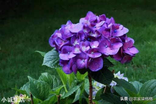 绣球花移栽后叶子边缘逐渐干枯是怎么回事？