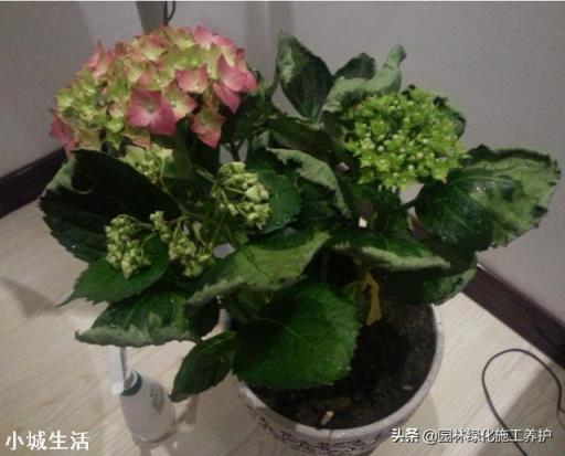 绣球花移栽后叶子边缘逐渐干枯是怎么回事？