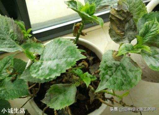 绣球花移栽后叶子边缘逐渐干枯是怎么回事？
