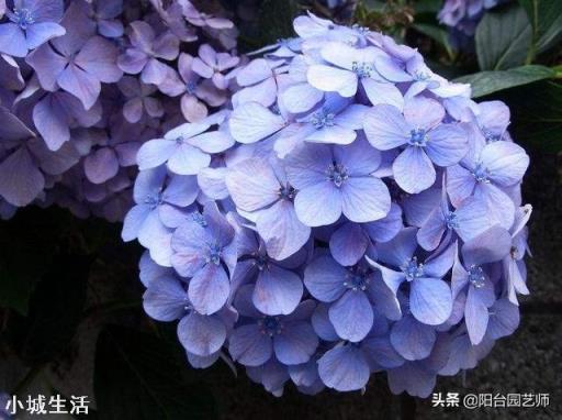 绣球花移栽后叶子边缘逐渐干枯是怎么回事？