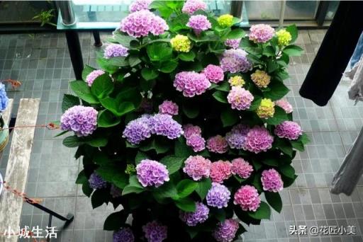 绣球花移栽后叶子边缘逐渐干枯是怎么回事？