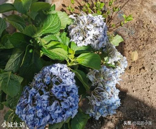 绣球花移栽后叶子边缘逐渐干枯是怎么回事？
