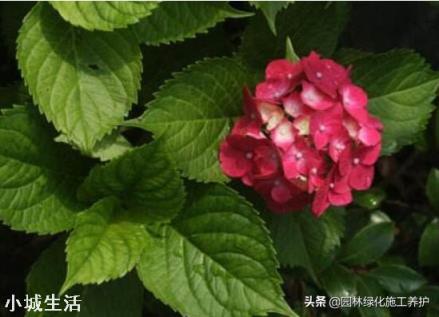 绣球花移栽后叶子边缘逐渐干枯是怎么回事？