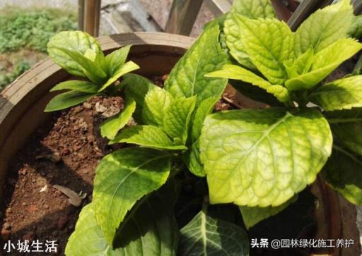 绣球花移栽后叶子边缘逐渐干枯是怎么回事？