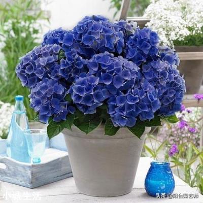 绣球花移栽后叶子边缘逐渐干枯是怎么回事？