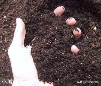 人畜粪尿是有机肥吗?应该怎样处理才能施用于农作物？