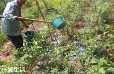 人畜粪尿是有机肥吗?应该怎样处理才能施用于农作物？