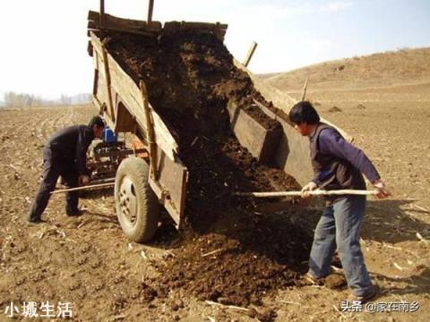 人畜粪尿是有机肥吗?应该怎样处理才能施用于农作物？