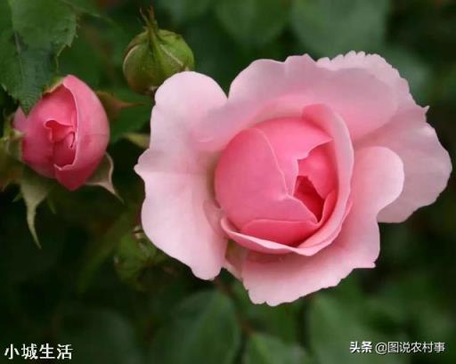 人畜粪尿是有机肥吗?应该怎样处理才能施用于农作物？