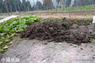 人畜粪尿是有机肥吗?应该怎样处理才能施用于农作物？