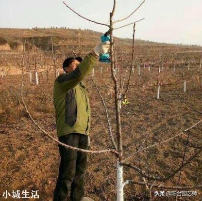 立春后樱桃是否该修剪？