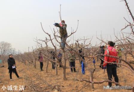 立春后樱桃是否该修剪？