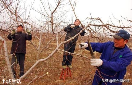 立春后樱桃是否该修剪？