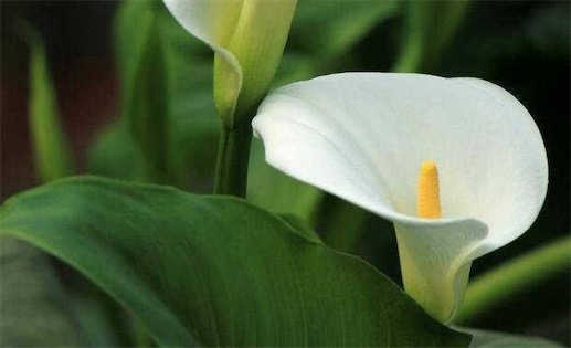 白鹤芋非常耐阴 最好养的室内大型盆栽