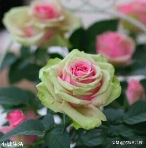 藤本月季移栽需打頭嗎？