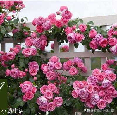 藤本月季移栽需打頭嗎？