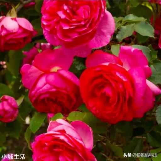 藤本月季移栽需打頭嗎？