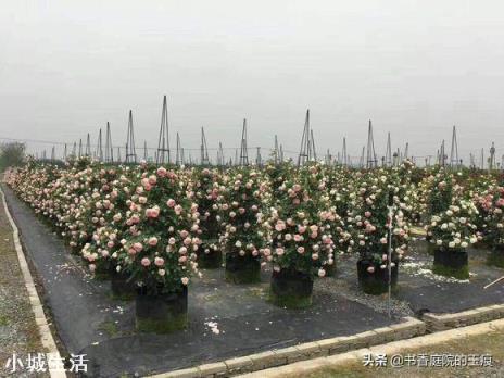 藤本月季移栽需打頭嗎？