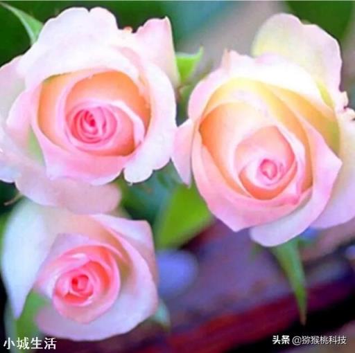 藤本月季移栽需打頭嗎？