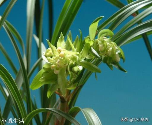 種植蘭花用松樹(shù)皮和石子的比例是多少？需要注意什么？