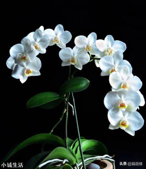 種植蘭花用松樹(shù)皮和石子的比例是多少？需要注意什么？