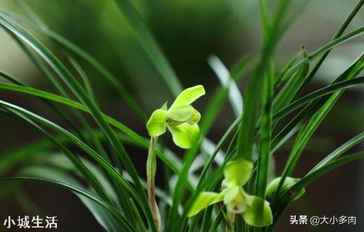 種植蘭花用松樹(shù)皮和石子的比例是多少？需要注意什么？
