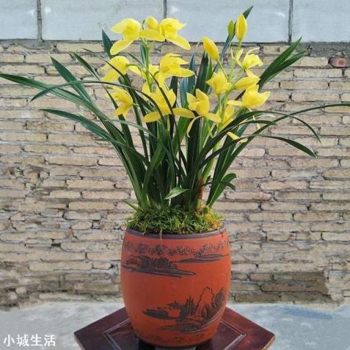 種植蘭花用松樹(shù)皮和石子的比例是多少？需要注意什么？