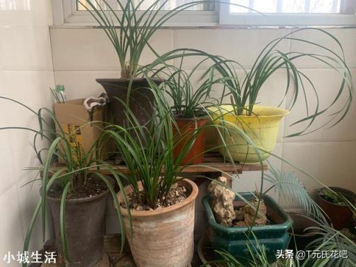 種植蘭花用松樹(shù)皮和石子的比例是多少？需要注意什么？