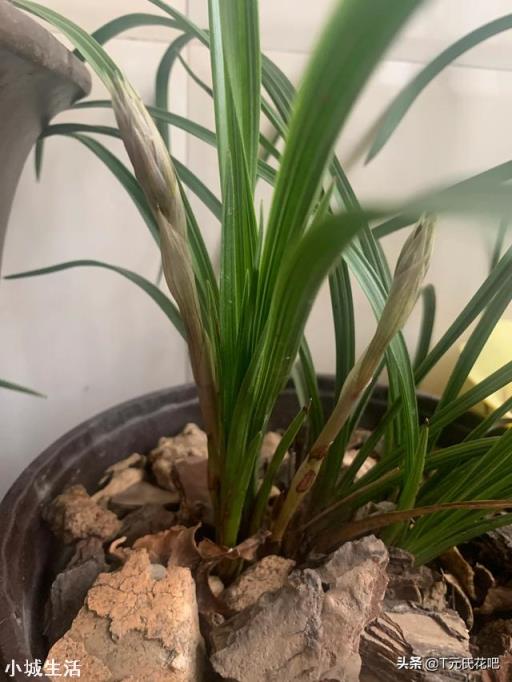 種植蘭花用松樹(shù)皮和石子的比例是多少？需要注意什么？