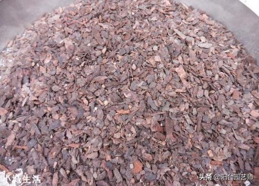 種植蘭花用松樹(shù)皮和石子的比例是多少？需要注意什么？