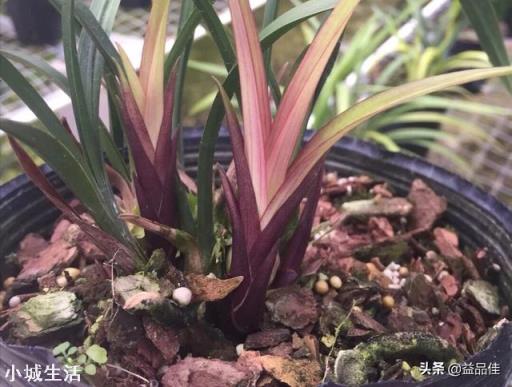 種植蘭花用松樹(shù)皮和石子的比例是多少？需要注意什么？