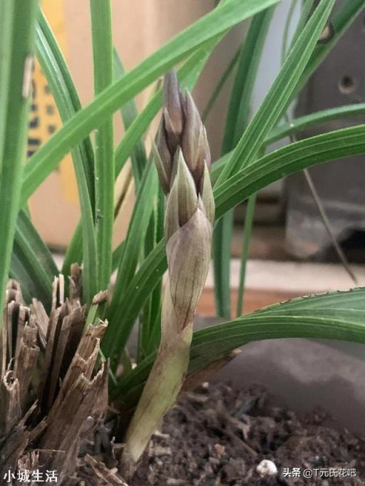 種植蘭花用松樹(shù)皮和石子的比例是多少？需要注意什么？