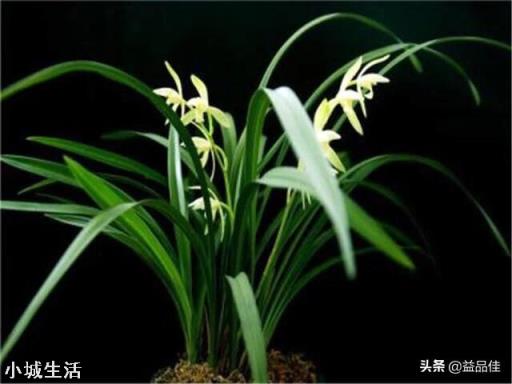 種植蘭花用松樹(shù)皮和石子的比例是多少？需要注意什么？