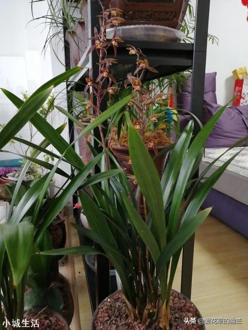 種植蘭花用松樹(shù)皮和石子的比例是多少？需要注意什么？