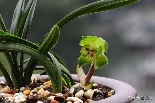 種植蘭花用松樹(shù)皮和石子的比例是多少？需要注意什么？