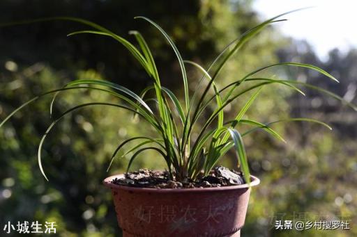 種植蘭花用松樹(shù)皮和石子的比例是多少？需要注意什么？