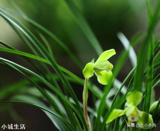 種植蘭花用松樹(shù)皮和石子的比例是多少？需要注意什么？