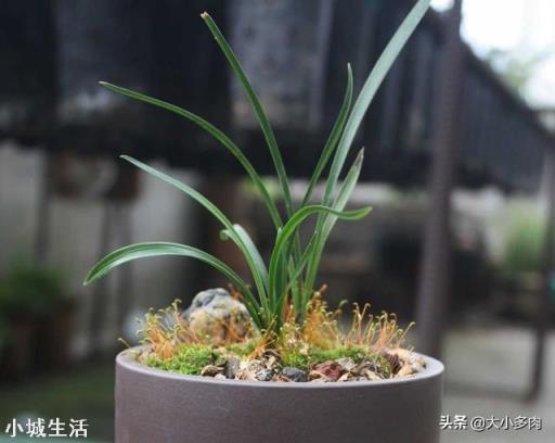 種植蘭花用松樹(shù)皮和石子的比例是多少？需要注意什么？