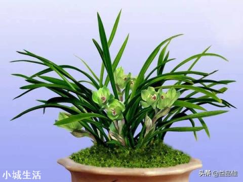 種植蘭花用松樹(shù)皮和石子的比例是多少？需要注意什么？