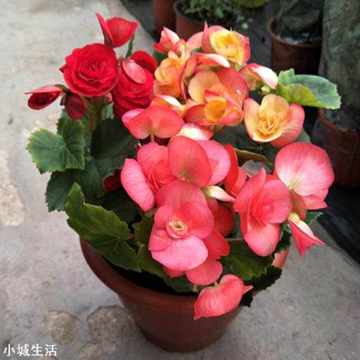 玉樹可以嫁接海棠花嗎？