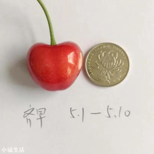 鲁樱3号，瑞德，齐早，波尔娜，这几个樱桃品种哪个好？