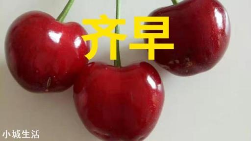 鲁樱3号，瑞德，齐早，波尔娜，这几个樱桃品种哪个好？