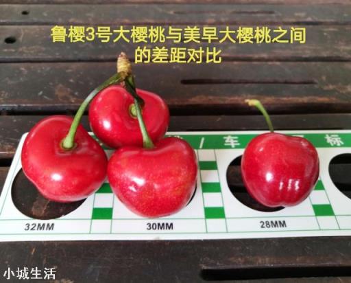 鲁樱3号，瑞德，齐早，波尔娜，这几个樱桃品种哪个好？