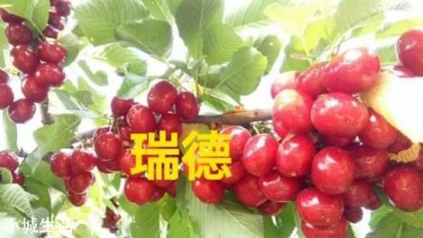鲁樱3号，瑞德，齐早，波尔娜，这几个樱桃品种哪个好？