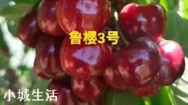 鲁樱3号，瑞德，齐早，波尔娜，这几个樱桃品种哪个好？
