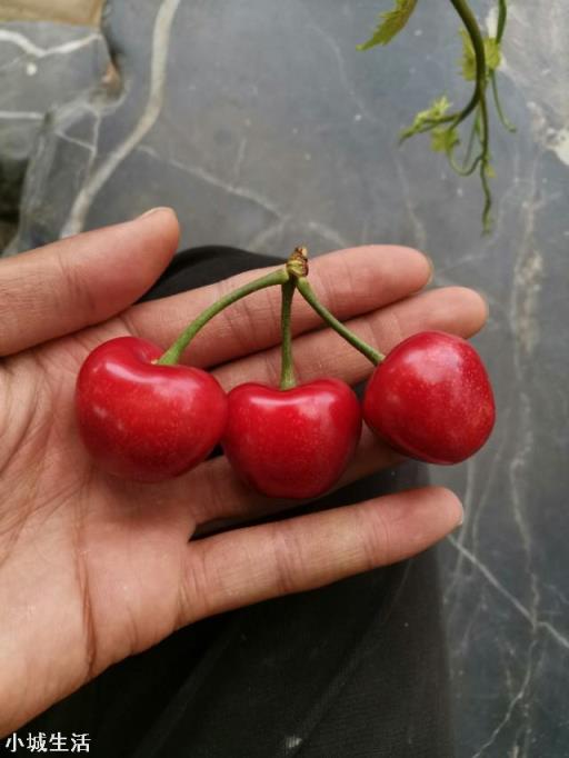 鲁樱3号，瑞德，齐早，波尔娜，这几个樱桃品种哪个好？