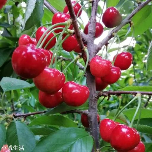 鲁樱3号，瑞德，齐早，波尔娜，这几个樱桃品种哪个好？