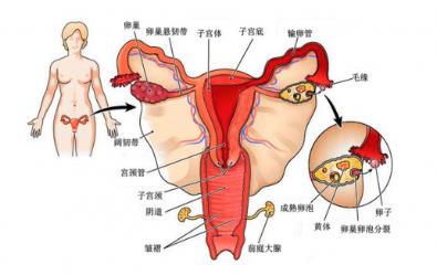 腰围增粗、皮肤干黄?南昌康健医院:可能是卵巢出问题了